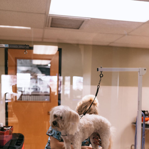 A dog gets groomed